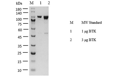 BTK Protein