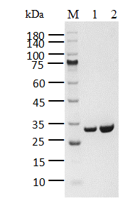 p53[Y220C] His Tag Protein
