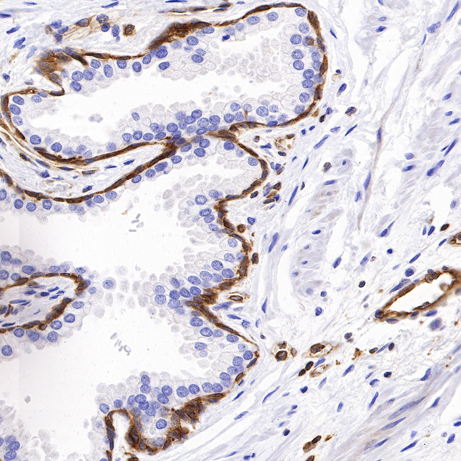 STING Recombinant Rabbit mAb (SDT-R150)