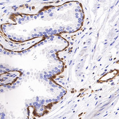 STING Recombinant Rabbit mAb (SDT-R150)