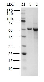 Biotinylated WNK3 Protein, Human