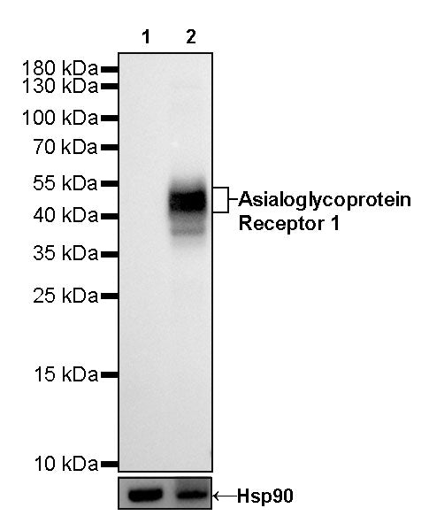 Asialoglycoprotein Receptor 1 Recombinant Rabbit mAb (SDT-292-48)