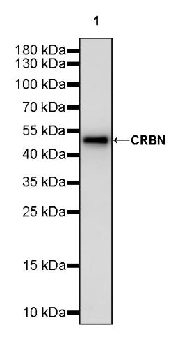 CRBN Recombinant Rabbit mAb (S-2044-2)