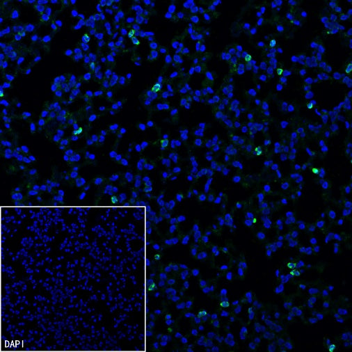 Ly6G Recombinant Rabbit mAb (S-2495-6)