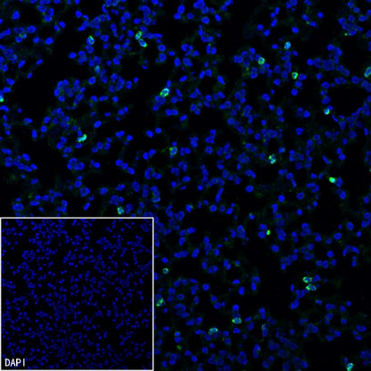 Ly6G Recombinant Rabbit mAb (S-2495-6)