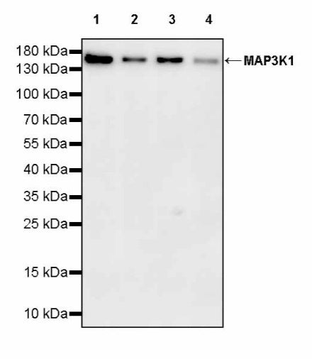 MAP3K1 Recombinant Rabbit mAb (S-3097-61)