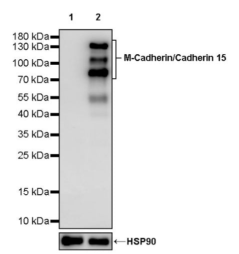M-Cadherin/Cadherin 15 Recombinant Rabbit mAb (S-2261-74)