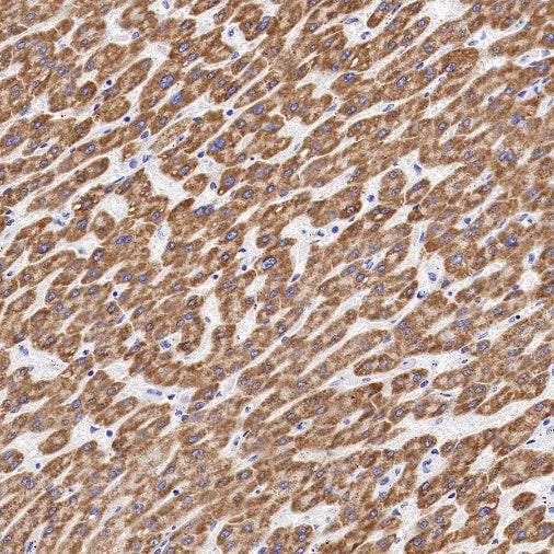 MAOA Rabbit Polyclonal Antibody