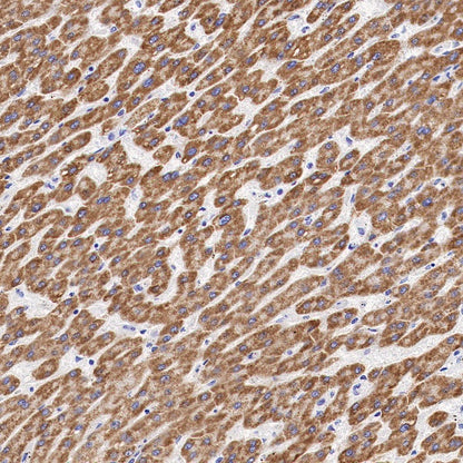 MAOA Rabbit Polyclonal Antibody