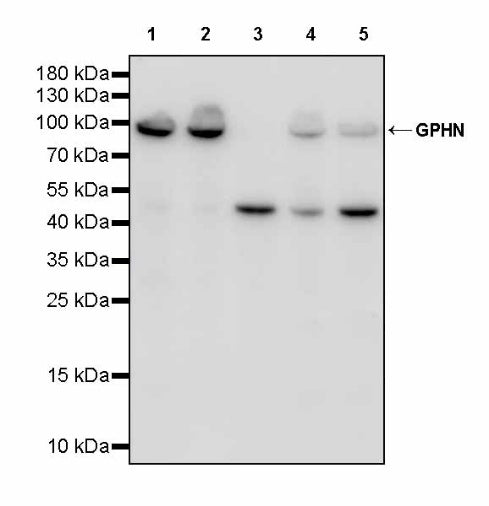 GPHN Recombinant Rabbit mAb (S-3167-63)