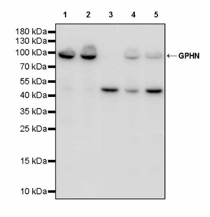 GPHN Recombinant Rabbit mAb (S-3167-63)