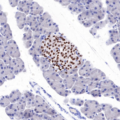 NKX2.2 Recombinant Rabbit mAb (SDT-898-41)