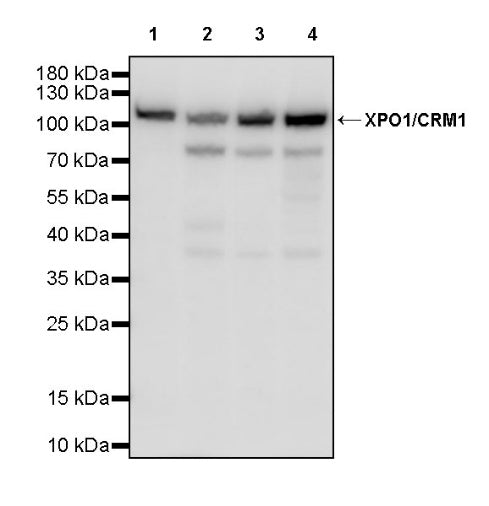 XPO1/CRM1 Recombinant Rabbit mAb (S-3309-7)
