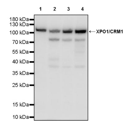 XPO1/CRM1 Recombinant Rabbit mAb (S-3309-7)