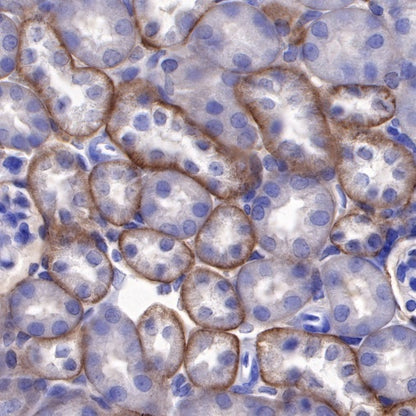DAG1 Recombinant Mouse mAb (S-R191)