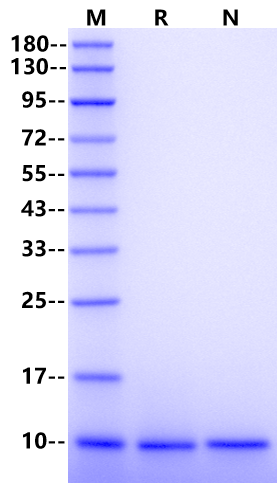 LR3-IGF-I Protein, Human/Porcine/Bovine
