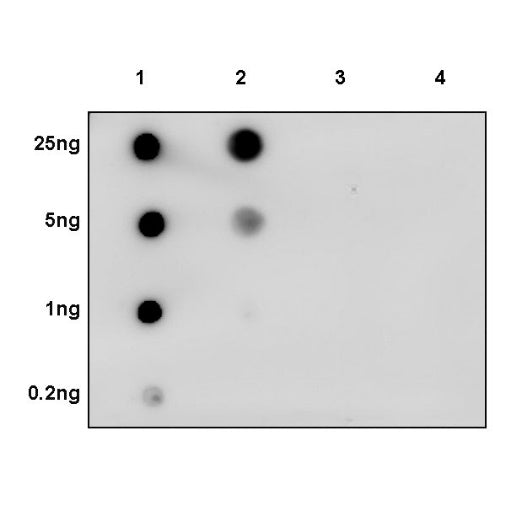 Phospho-RIP (Ser166) Recombinant Rabbit mAb (S-1843-37)