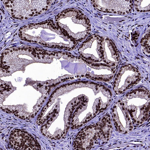 U2AF1 Recombinant Rabbit mAb (S-2384)