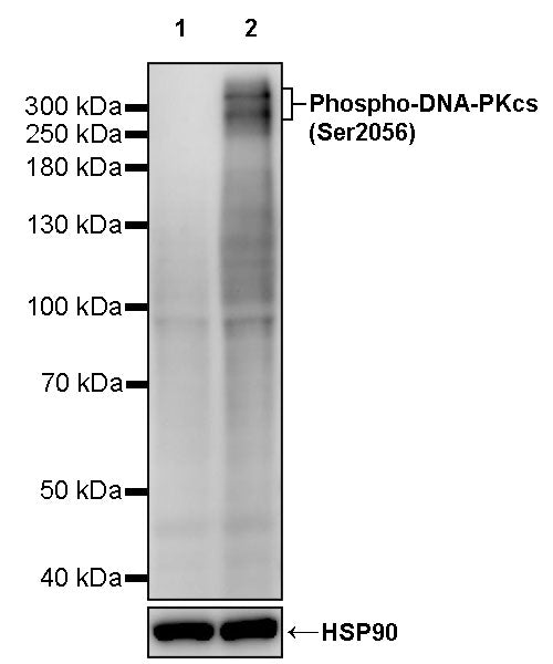 Phospho-DNA-PKcs (Ser2056) Recombinant Rabbit mAb (S-3813)