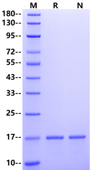 TNF-α Protein, Mouse