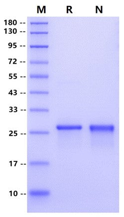 Recombinant SUMO Protease, Yeast