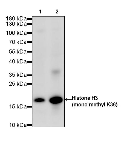 Histone H3 (mono methyl K36) Recombinant Rabbit mAb (S-R211)