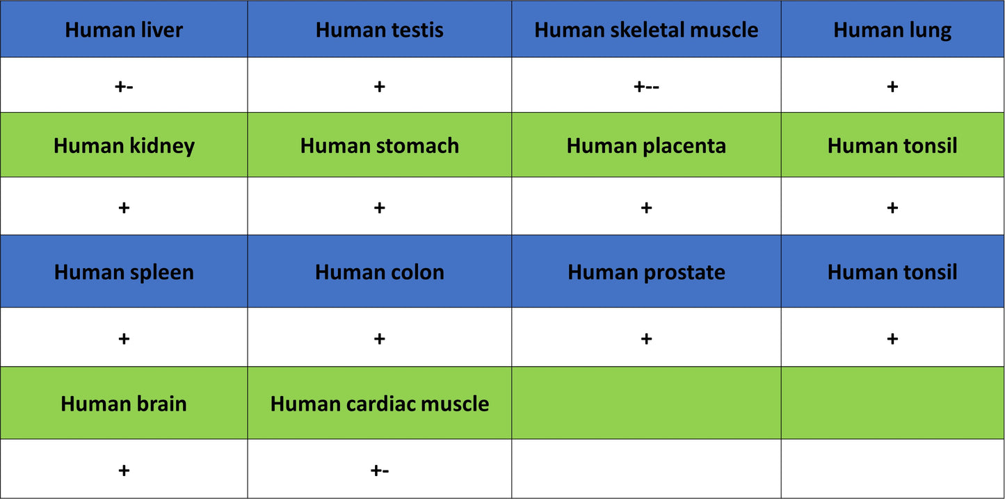 Beta III Tubulin Recombinant Rabbit mAb (S-5529)