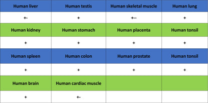 Beta III Tubulin Recombinant Rabbit mAb (S-5529)