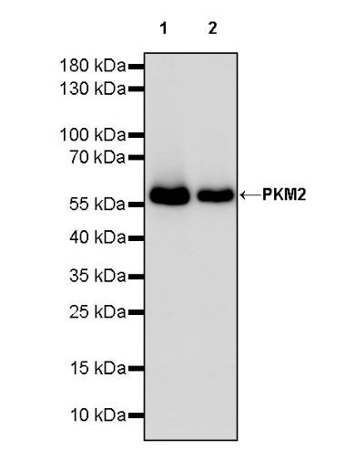 PKM2 Rabbit Polyclonal antibody