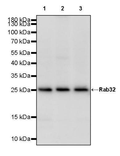 Rab32 Recombinant Rabbit mAb (S-1936-49)