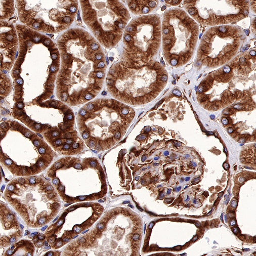 α-tubulin Mouse mAb (S-364-1)