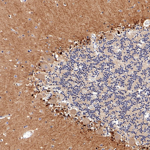 FABP7 Recombinant Rabbit mAb (S-762-114)