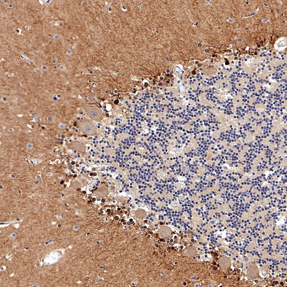 FABP7 Recombinant Rabbit mAb (S-762-114)