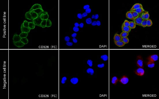 EpCAM/CD326 Recombinant Rabbit mAb (S-1009-76)