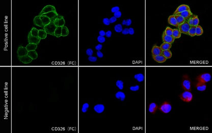 EpCAM/CD326 Recombinant Rabbit mAb (S-1009-76)