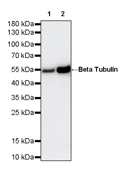 Beta Tubulin Recombinant Mouse mAb (S-5422)