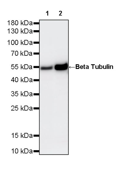 Beta Tubulin Recombinant Mouse mAb (S-5422)