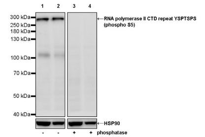 RNA polymerase II CTD repeat YSPTSPS (phospho S5) Recombinant Rabbit mAb (S-2410-79)