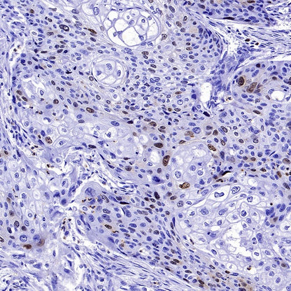 Cyclin A2 Recombinant Rabbit mAb (S-2554-2)