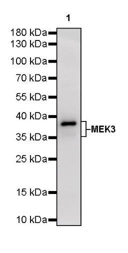MEK3 Recombinant Rabbit mAb (S-835-23)
