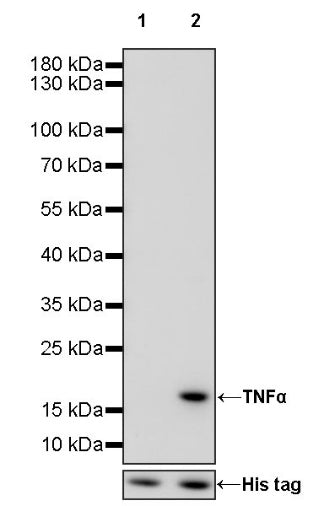 Invivo anti-mouse TNFα Recombinant mAb