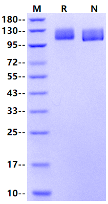 VEGF R2/Flk-1/KDR His Tag Protein, Mouse