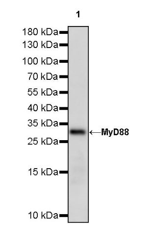 MyD88 Recombinant Rabbit mAb (S-788-32)