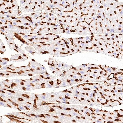 EHD2 Recombinant Rabbit mAb (S-1580-60)