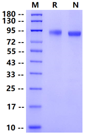 Biotinylated Her2 His&Avi Tag Protein, Human