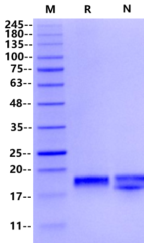 IL-33 Protein, Mouse