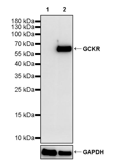 GCKR Recombinant Rabbit mAb (S-4472-64)