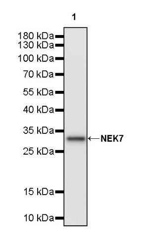 NEK7 Recombinant Rabbit mAb (S-2494-70)