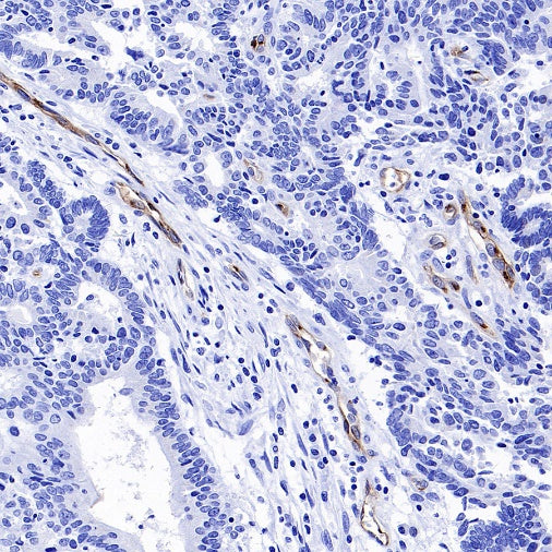 eNOS Recombinant Rabbit mAb (S-1885-94)