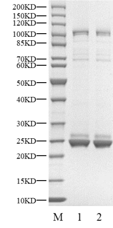 RSK3 GST Tag Protein, Human